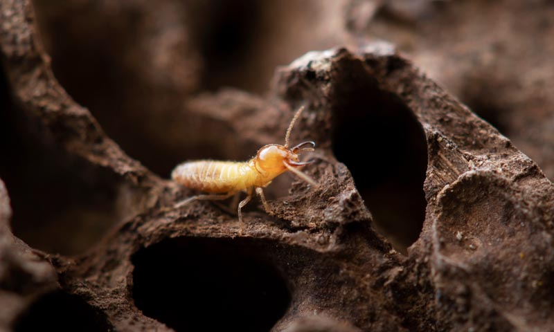 Diagnostic termites